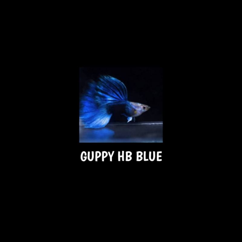 Ikan Guppy Hb Blue
