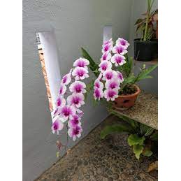 dendrobium triangle x sirirantana dewasa mini