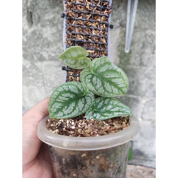 Monstera Dubia - Monstera Dubia (Baby)