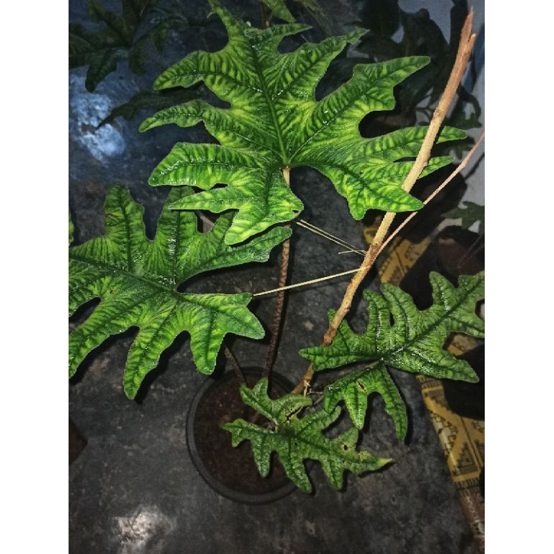alocasia jacklyn (alocasia sp sulawesi)