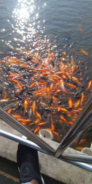 Maura Couple - Sania Ruffle Batik Couple Ori Ndoro Jowi Dnt Garansi Termurah Shopee - Shopashop Solo