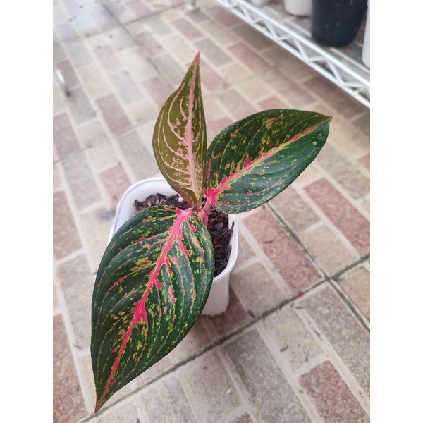 aglonema hot flaming lady