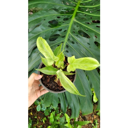 Philodendron Florida Ghost mint