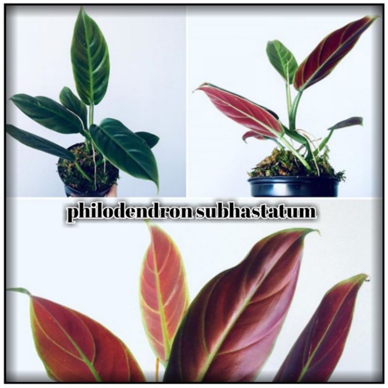 philodendron subhastatum