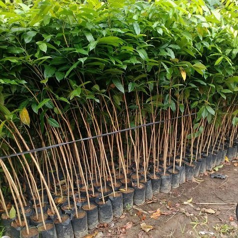 bibit mahoni 80 cm - bibit mahoni afrika