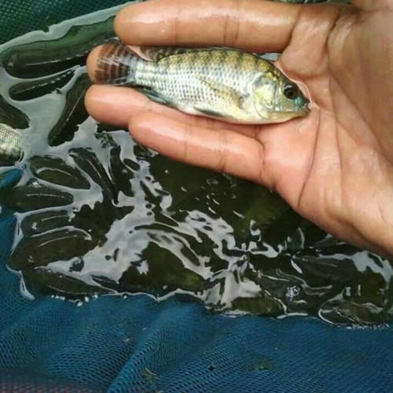 bibit ikan nila nirwana 3