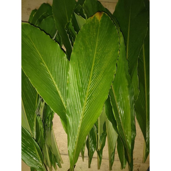 

Daun renggak wersah hangasa segar 500 gram