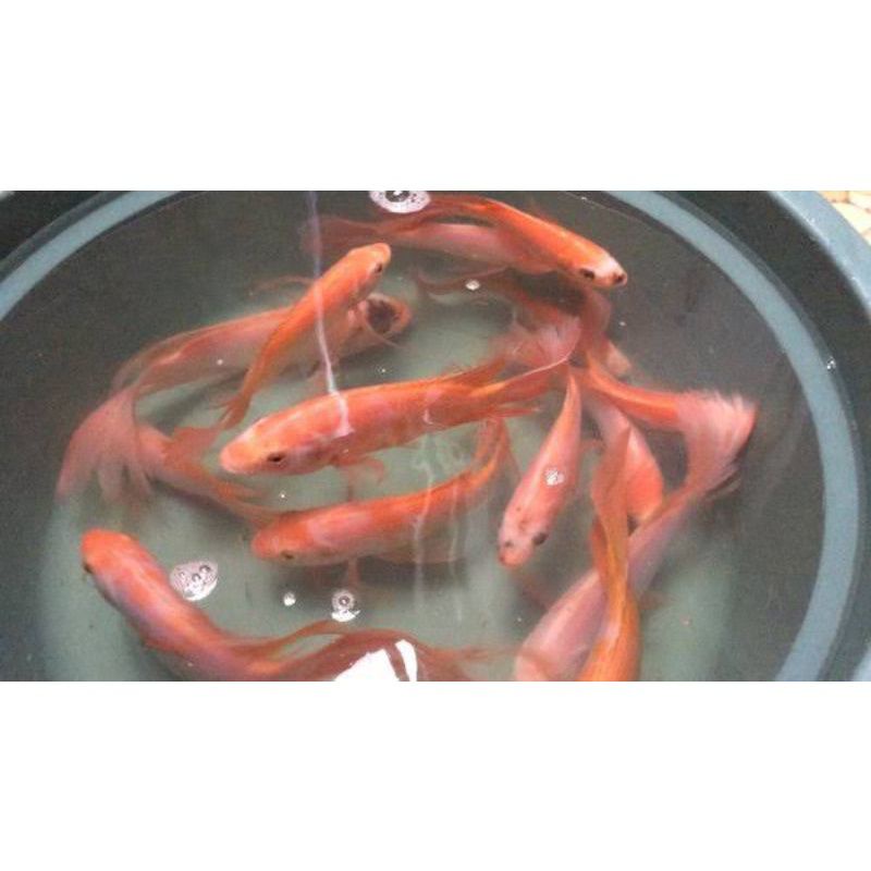 paket 50 nila+pakan anakan nila selayer kumpay original