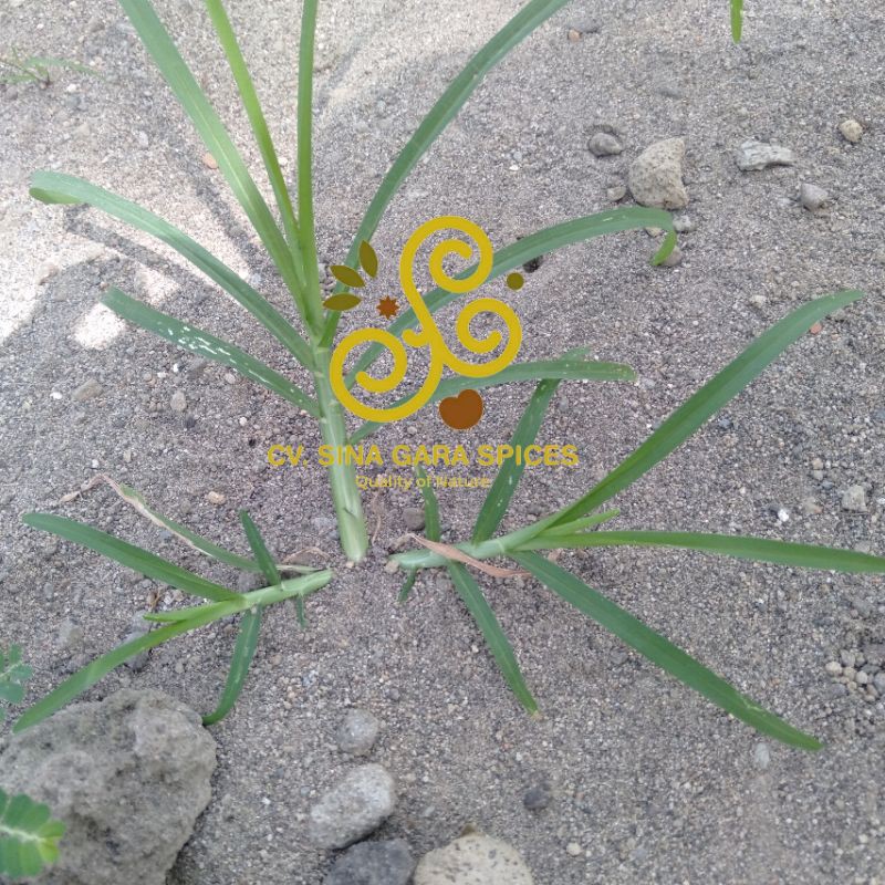 

Rumput Belulang Segar Asli Dari Alam Fresh