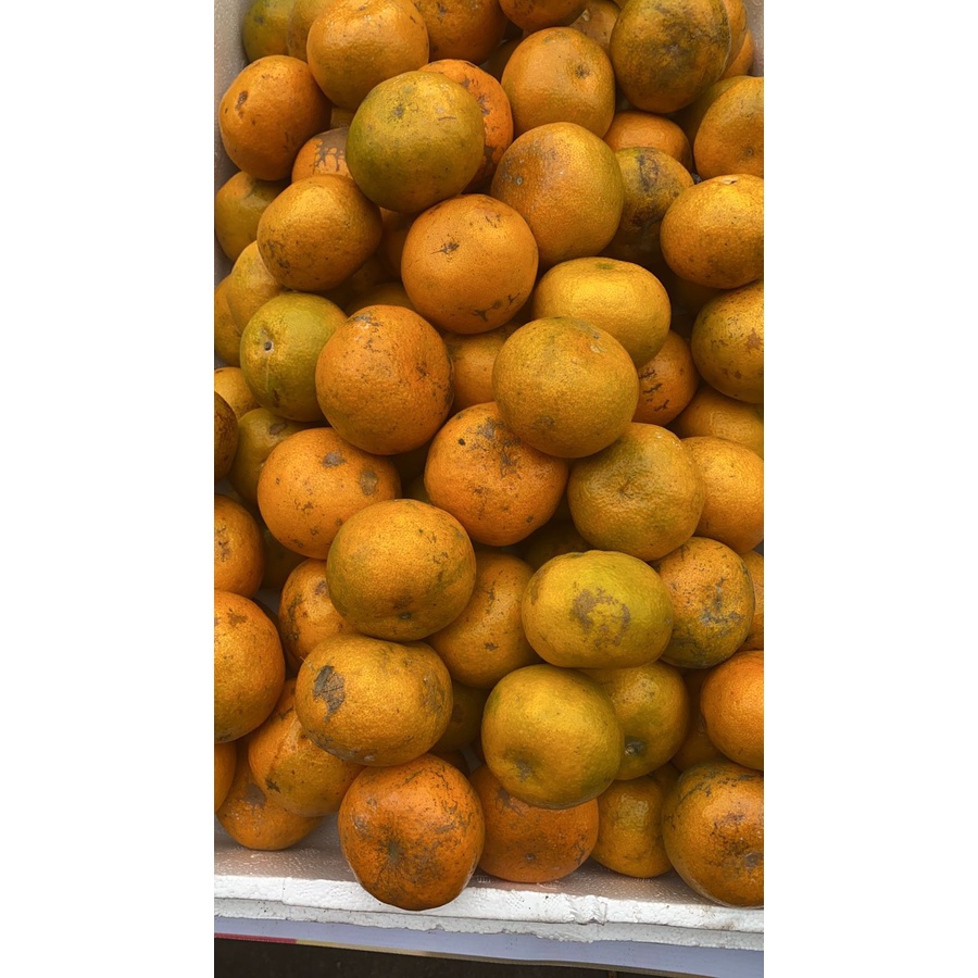 

JERUK MEDAN SUPER 500GR | BUAH JERUK MEDAN BANDUNG | BUAH SEGAR BANDUNG | WARUNG CEU ENGKAY
