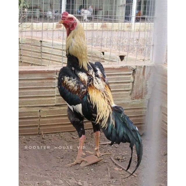 telur tetas ayam shamo