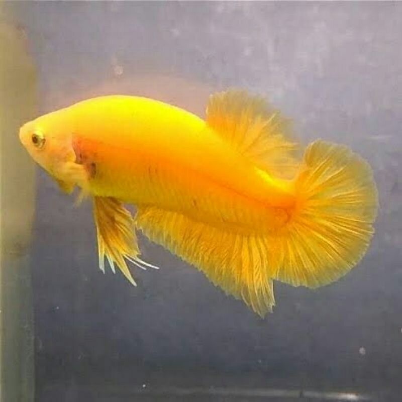 cupang_plakat_yellow