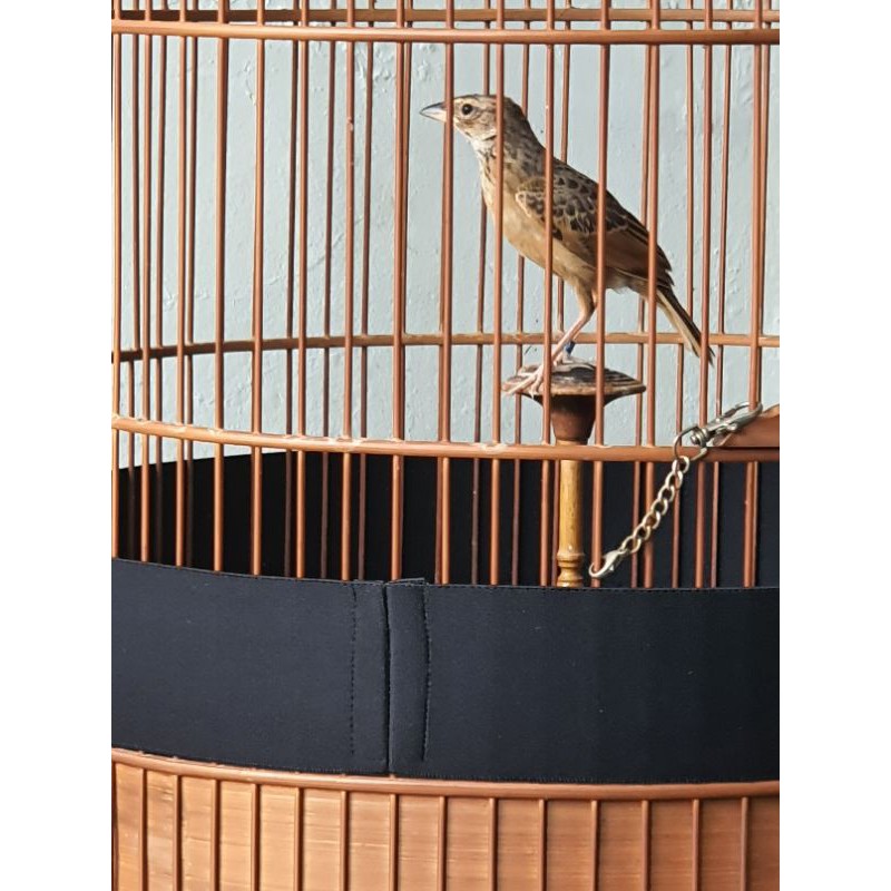 DEKER KANDANG BRANJANGAN 8CM