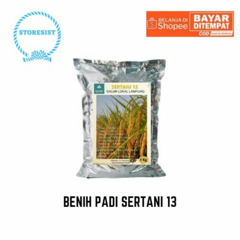 Beni Padi Sertani 13 Galur Lampung Prenium