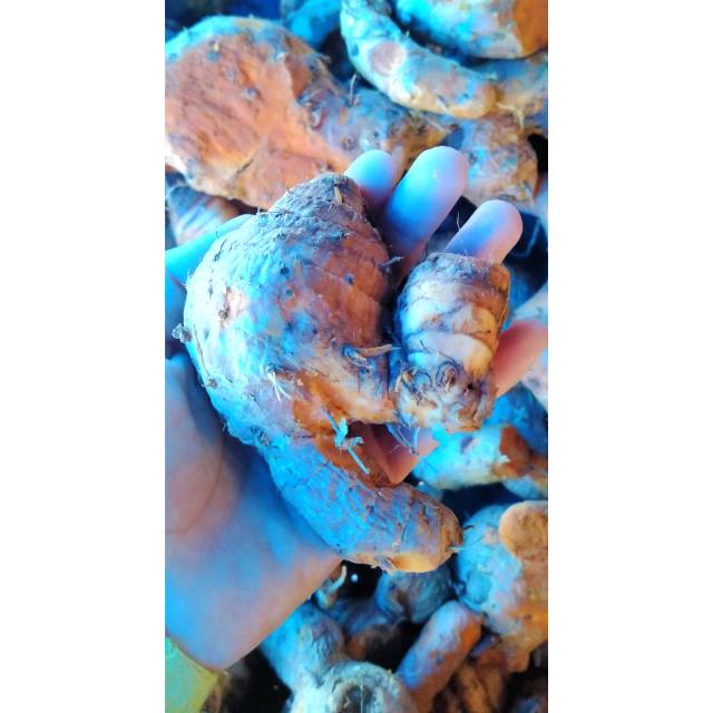 

Temulawak Segar 1kg Termurah
