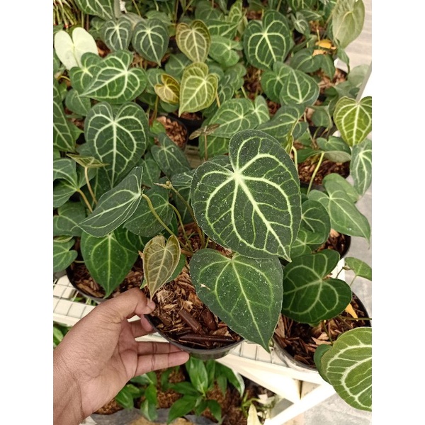 Tanaman anthurium clarinervium | kuping gajah karet