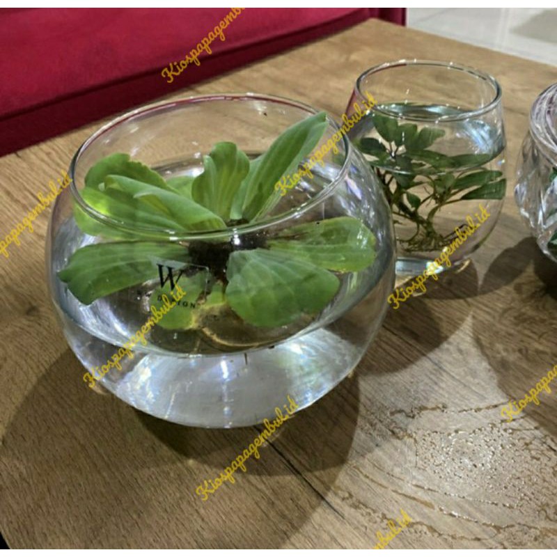 Gelas Kaca Bulat WW Design cocok untuk vas bunga / hiasan ruang tamu / aquarium ikan cupang