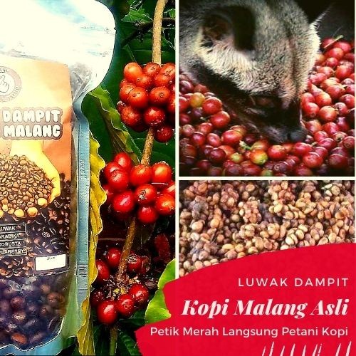 

Kopi Luwak Asli Ternak Kandang Robusta Bubuk Murni Biji 250 gr - Biji Sangrai