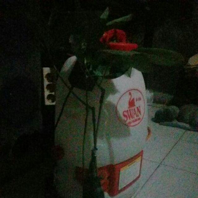 Promo 3batang Bibit Tanaman Buah Alpukat Kendil Tinggi 50cm