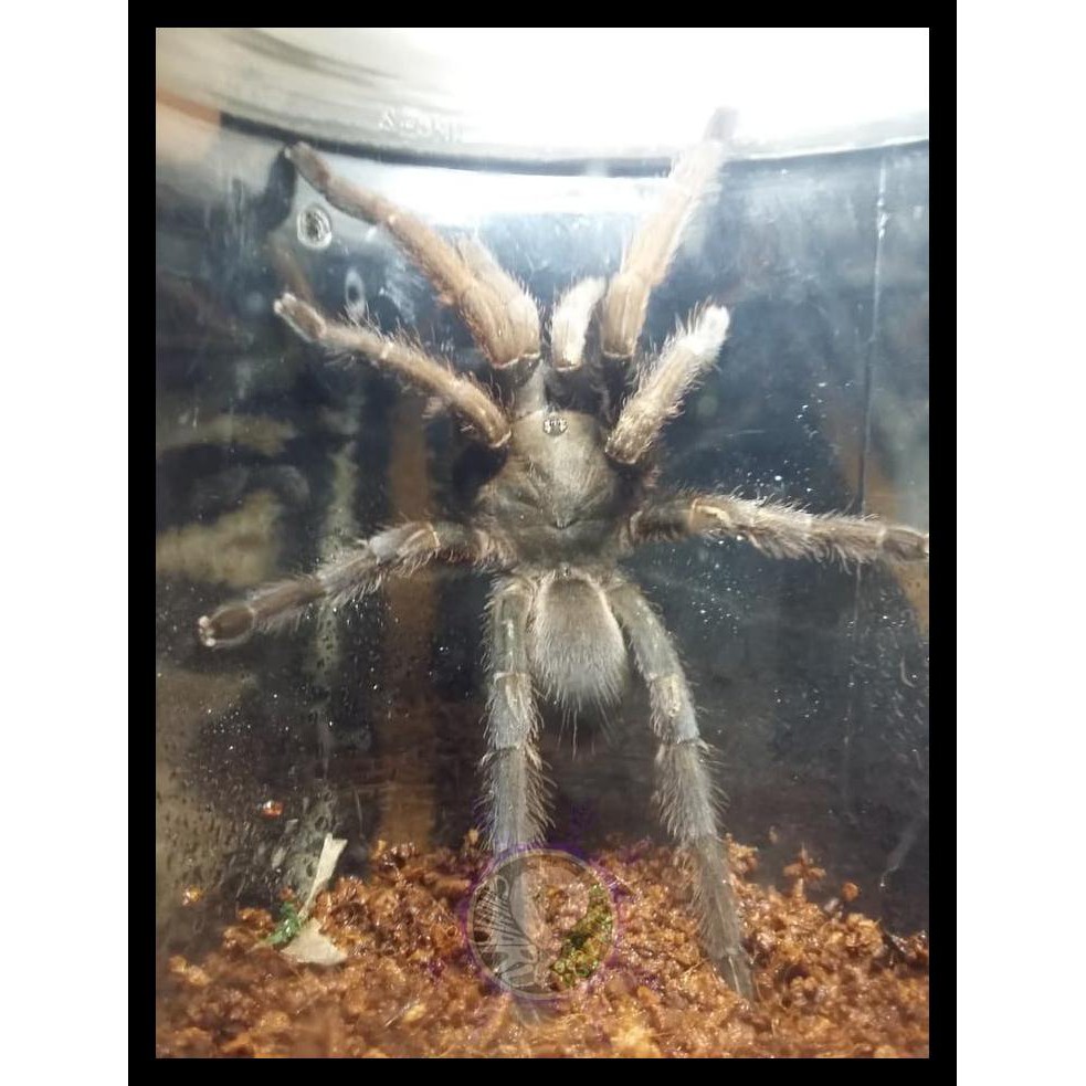 

TARTUL JAWA / SELENOCOSMIA JAVANENSIS KODE 35