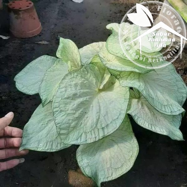 bibit bonggol caladium   keladi queen off jaguar white