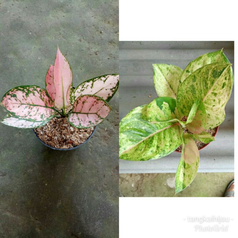 paket 2 aglo lady valentine dan emerald green