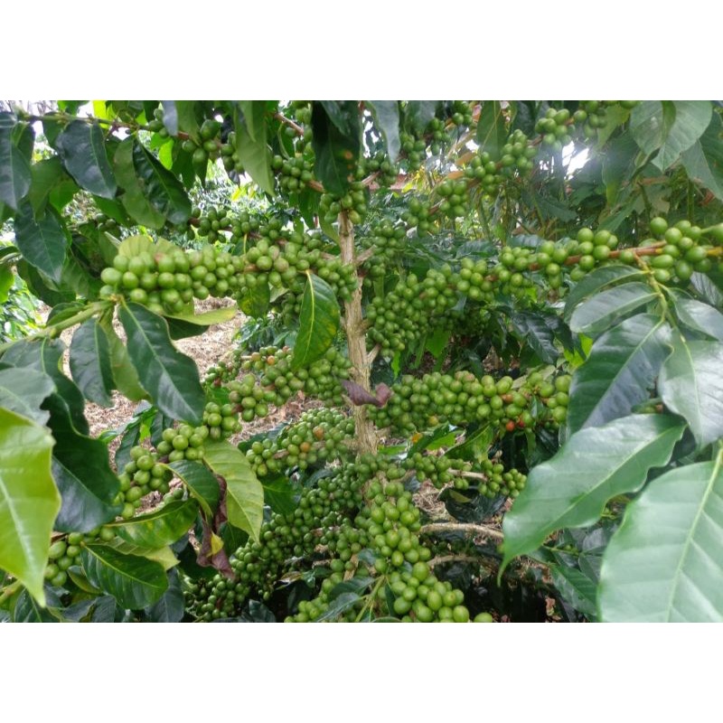 

buah kopi arabika hijau
