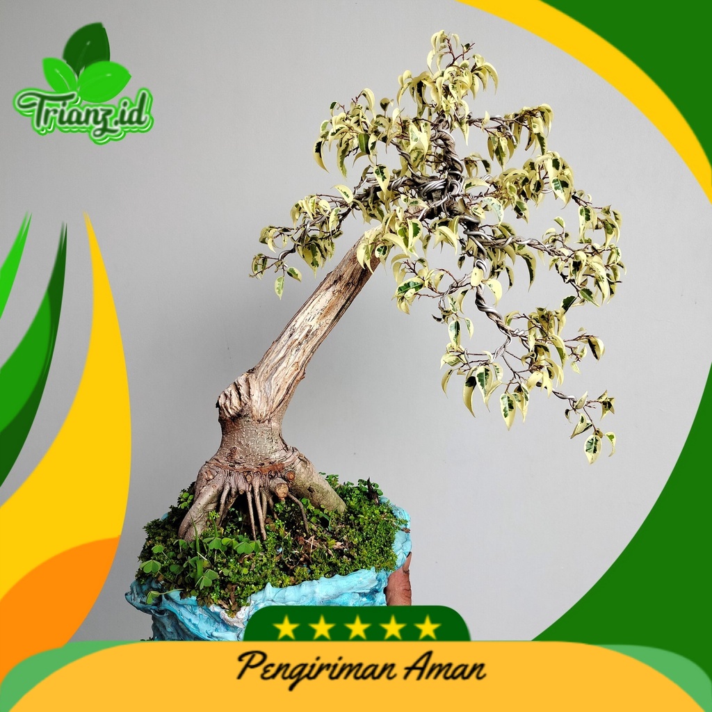 Bonsai tanaman beringin putih