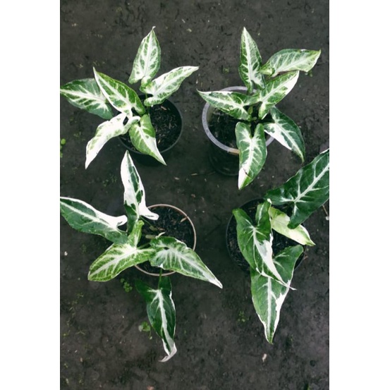singonium t25 4 plants