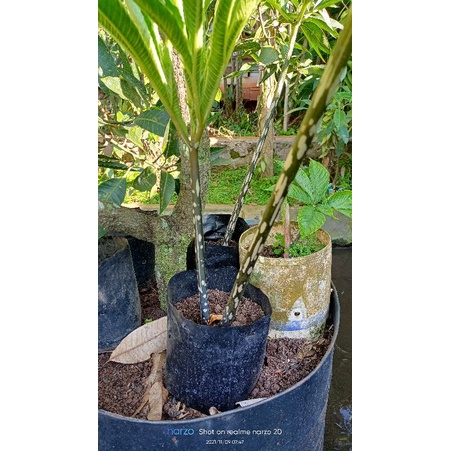 Porang black konjac pohon hitam per paket umbi 30 biji