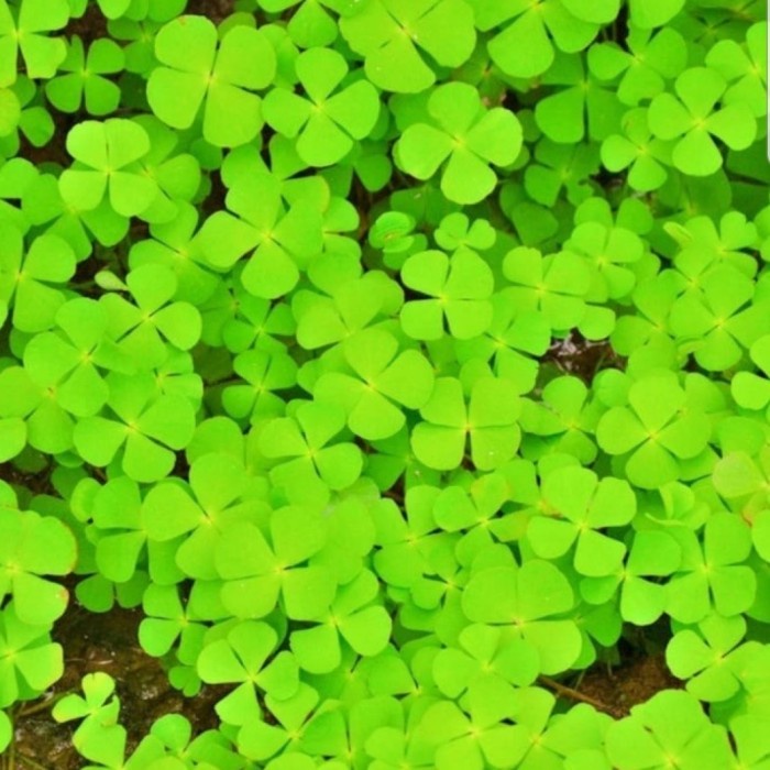 LUCKY CLOVER SEED BIBIT TANAMAN AIR PEMULA