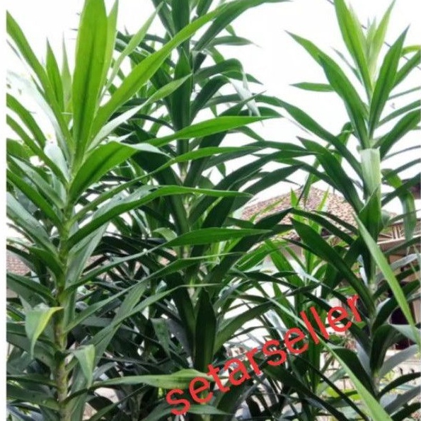 

daun suji 250 gram