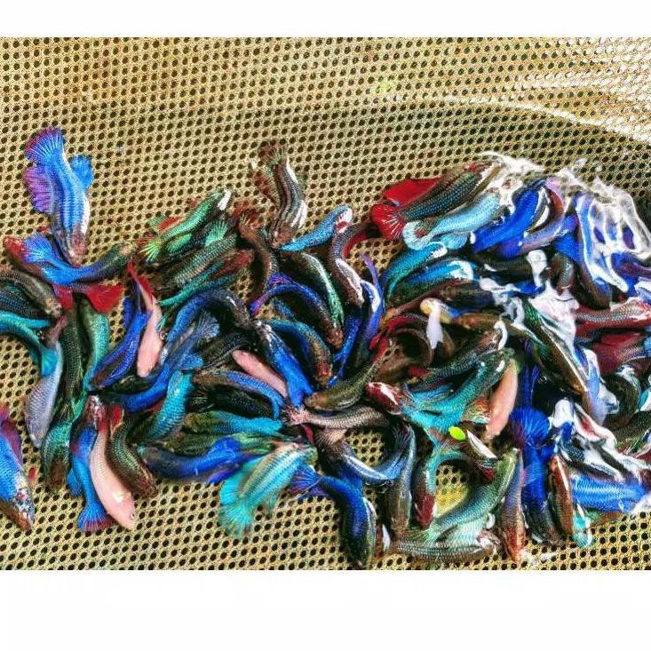 

Beli Segera Betta halfmoon cupang betina dapat 4 ekor (Gratis 1 ekor) 0GF~