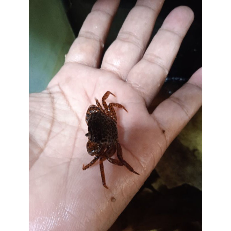 

kepiting hias phanter