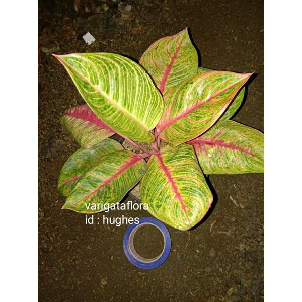 BIG SALE PROMO AGLONEMA HUGHES BIBIT STEK ORGINAL BERKUALITAS