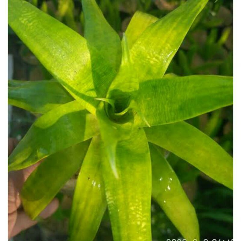 Tanaman hias Bromelia  vriesea ospinae/Bromelia kuning