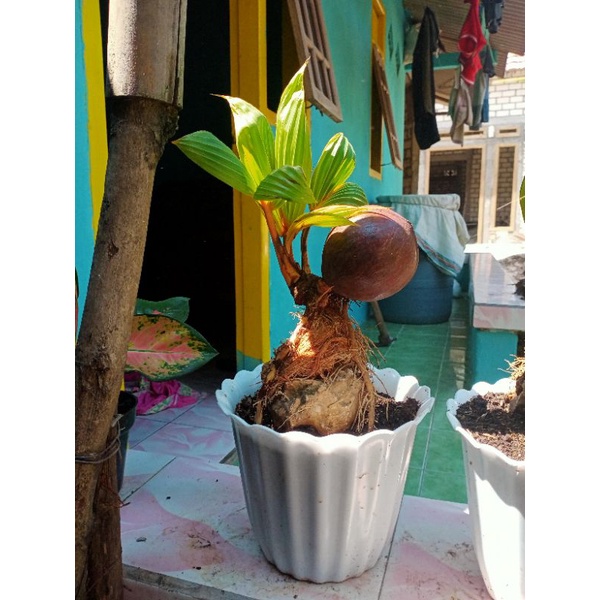 bonsai kelapa sudah jadi