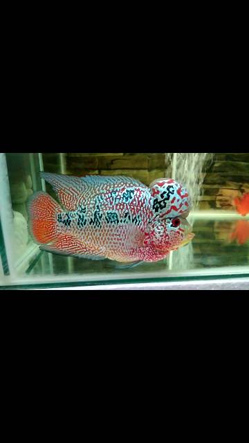 Okiko quick/ platinum/ head up pellet ikan louhan impor