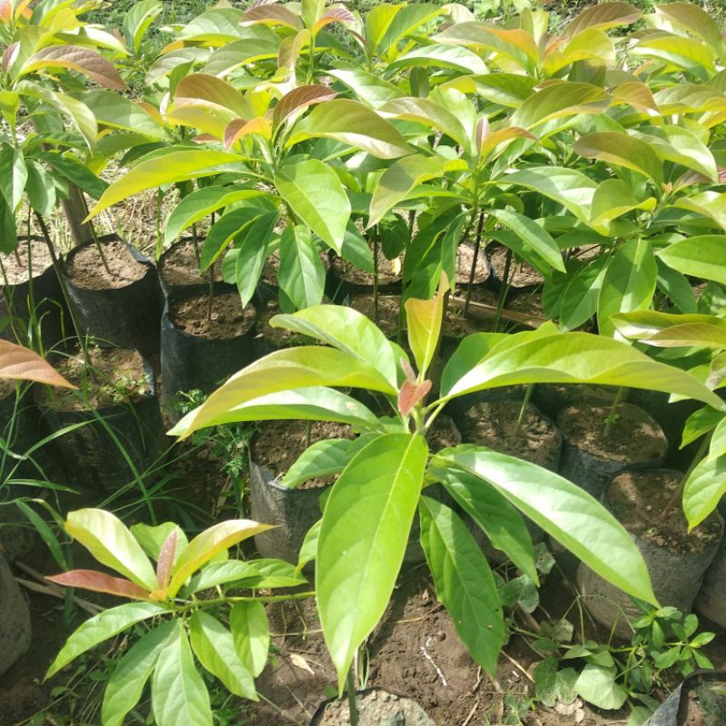 Paket Bibit Tanaman Buah Alpukat Import (Booth 7, Bo Khong Ten, Buccanear)