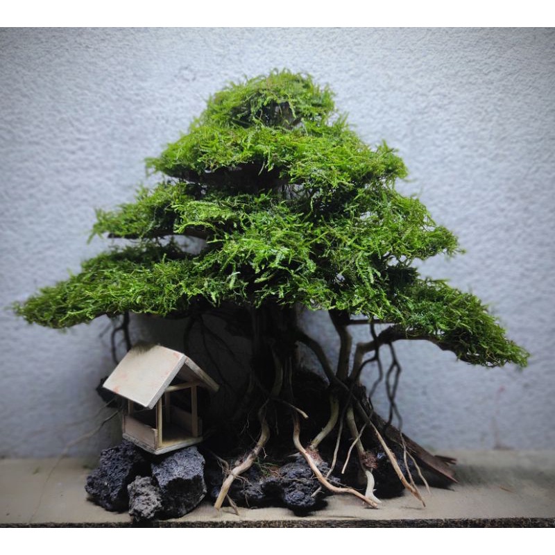 bonsai rumah pohon bonsai aquascape bonsai aquarium aksesoris kebutuhan aquarium
