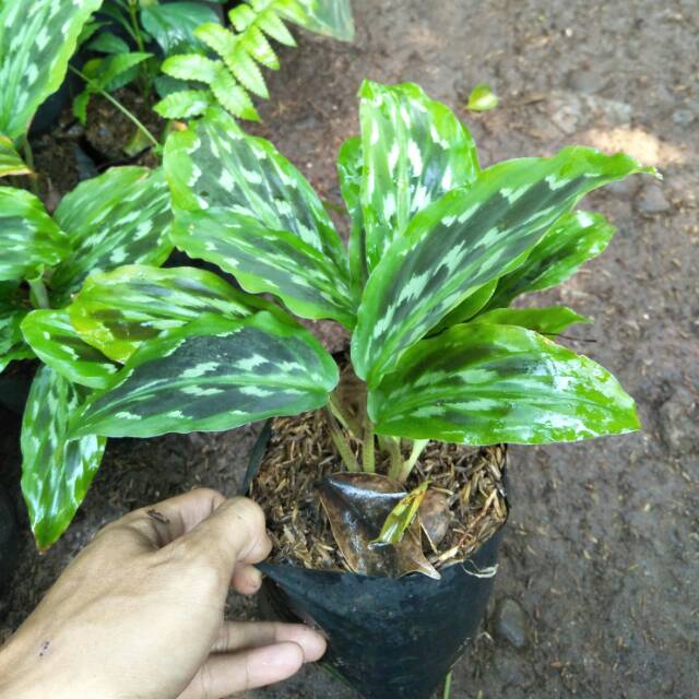 Calathea Merak The Homey Design Calathea Merak The Homey Design