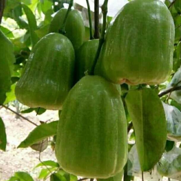 Best Bibit Jambu Air Khiojok Unggul