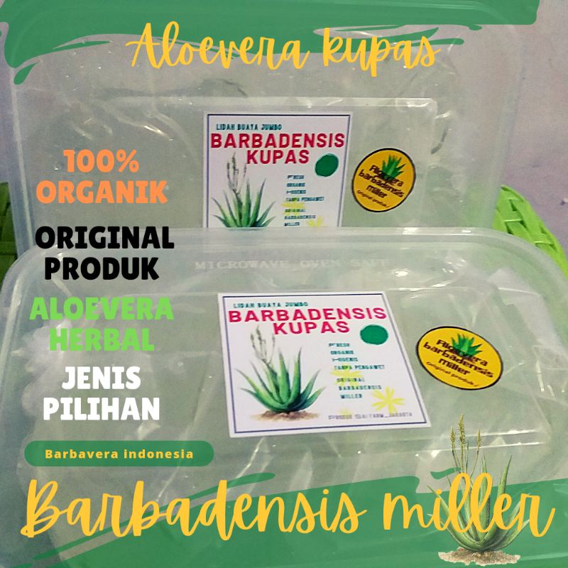 

lidah buaya jumbo Barbadensis kupas cuci bersih 1kg kwalitas super organik