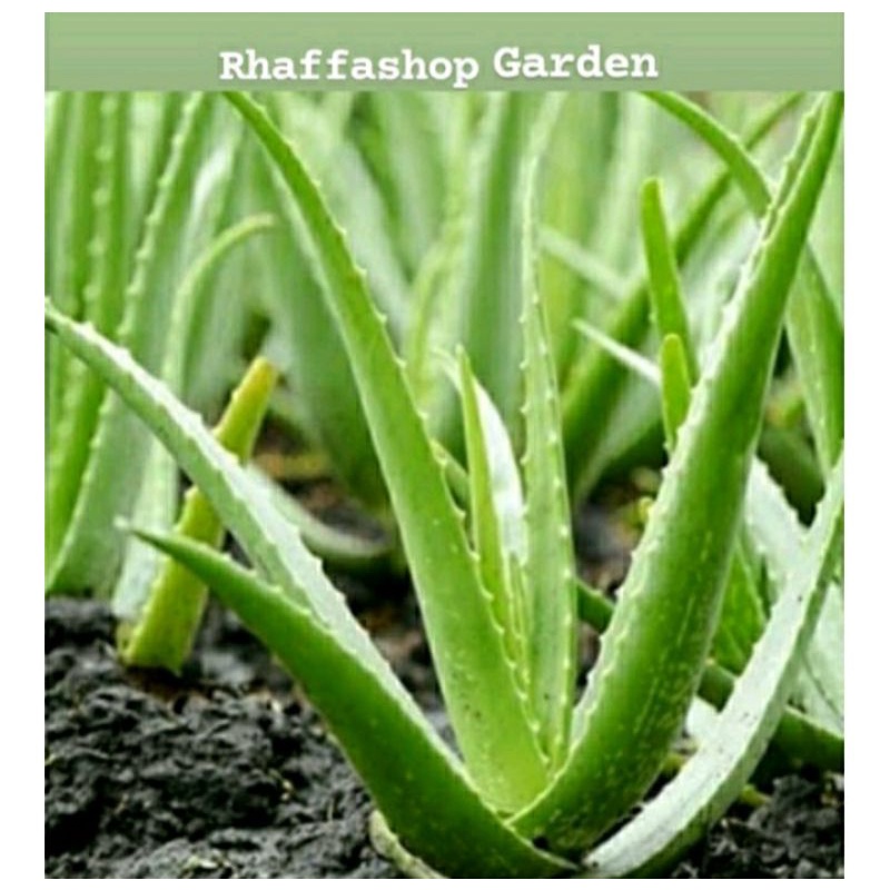 Bibit aloevera jumbo pontianak • Bibit lidah buaya sinensis jumbo •