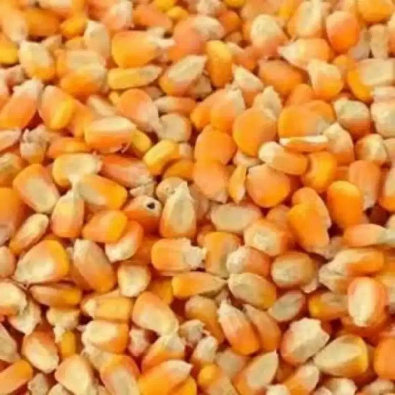 

Jagung Pipil Kering 1 Kg, Bahan Makanan Pakan Ternak Hewan Peliharaan Murah