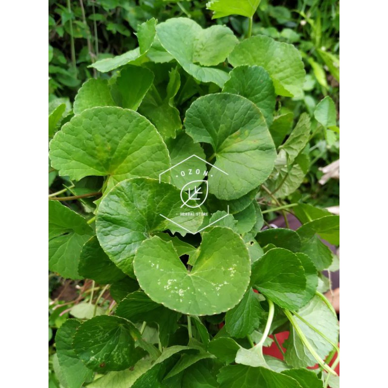 

Daun Pegagan Antanan Besar ADA BATANG 500gr