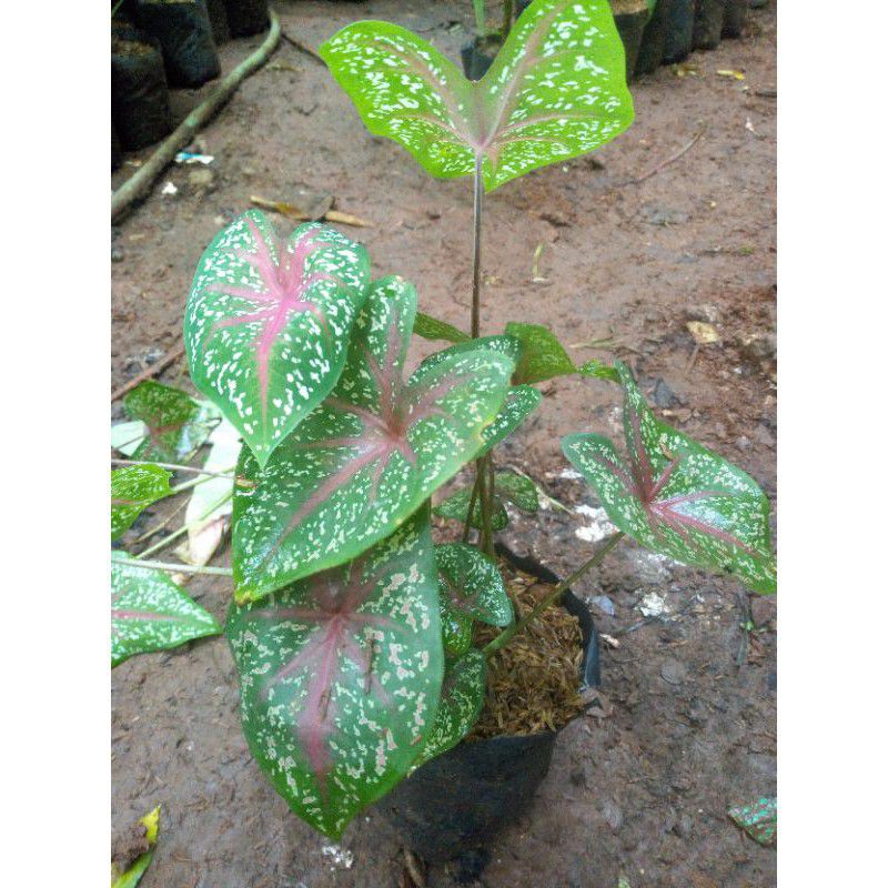 Tanaman Hias Caladium red star / keladi merah / keladi red star