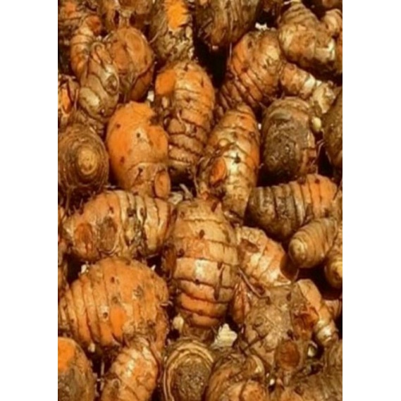 

Biang kunyit segar 500gram.