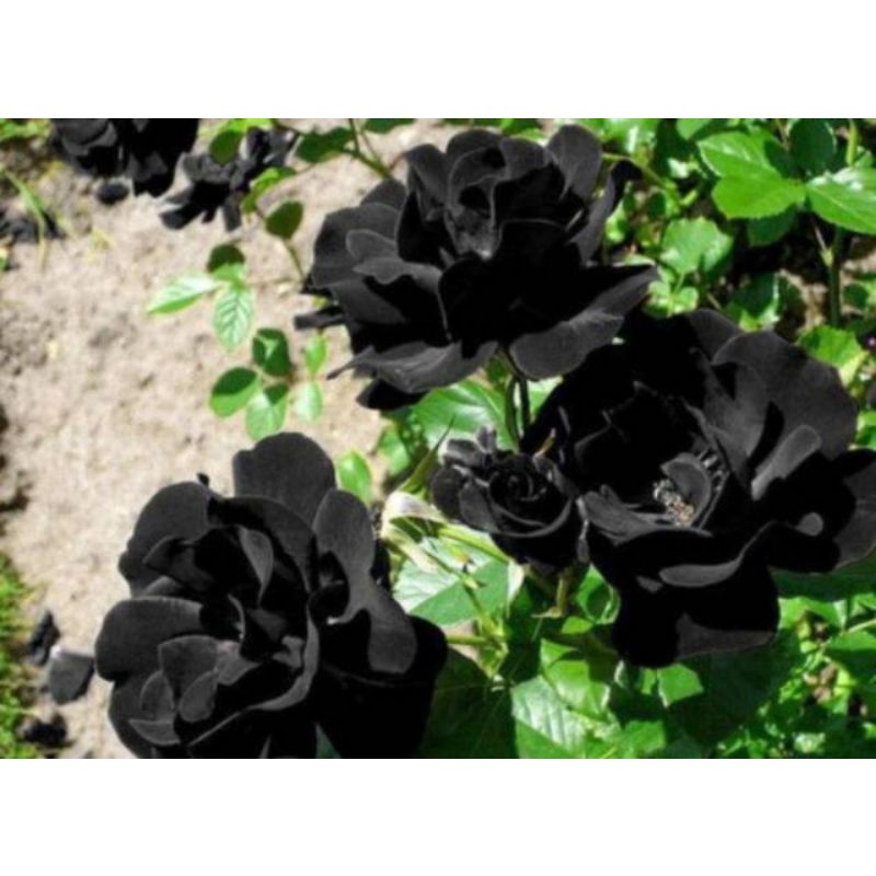 TANAMAN HIAS MAWAR HITAM//BLACK ROSE