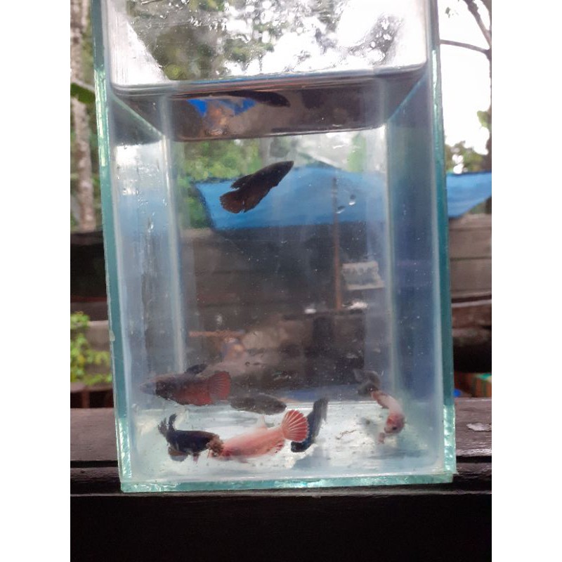 cupang female cupang betina halfmoon besgel bester